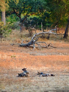  印尼法院裁定子公司破产，赞宇科技揭露债权伪造疑云：清偿事实被忽略，上诉报案双管齐下。 企业服务