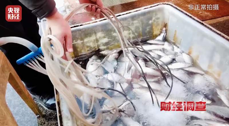  水产流通乱象频现：镇静物质让鱼“休眠”；监管发力整治，消费者权益需守护。 健康养生 水产流通乱象频现：镇静物质让鱼“休眠”；监管发力整治，消费者权益需守护。 健康养生