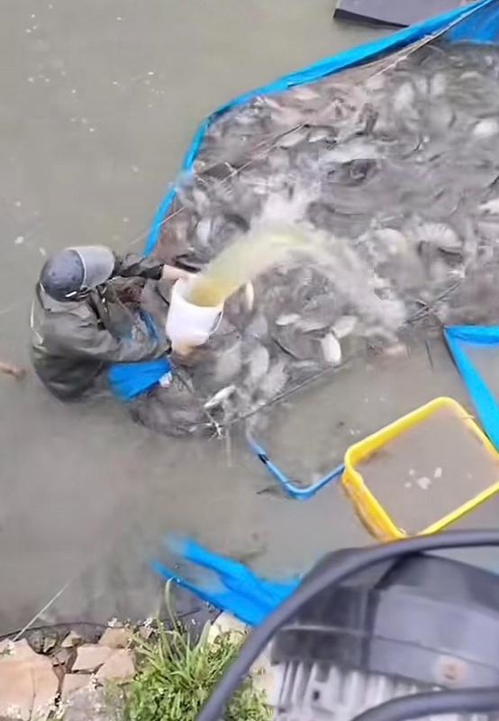  水产流通乱象频现：镇静物质让鱼“休眠”；监管发力整治，消费者权益需守护。 健康养生 水产流通乱象频现：镇静物质让鱼“休眠”；监管发力整治，消费者权益需守护。 健康养生